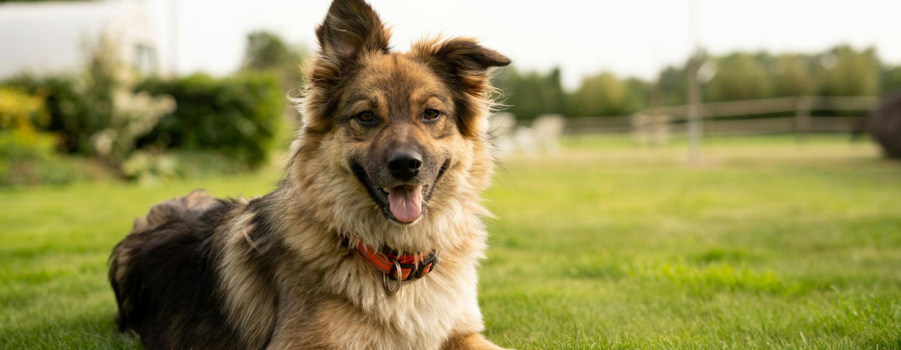 a dog lying on the grass